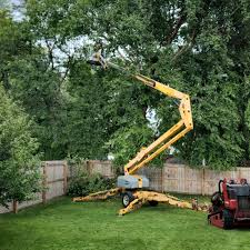 How Our Tree Care Process Works  in  Cathedral City, CA