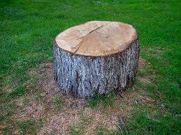  Thedral City, CA Tree Services Pros