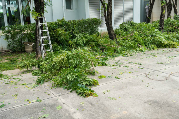 Best Organic Lawn Care Solutions  in Thedral City, CA